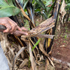 Square Banana Fiber Tray