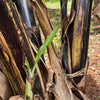 Banana Fiber Elephant Safari Animal Sculpture